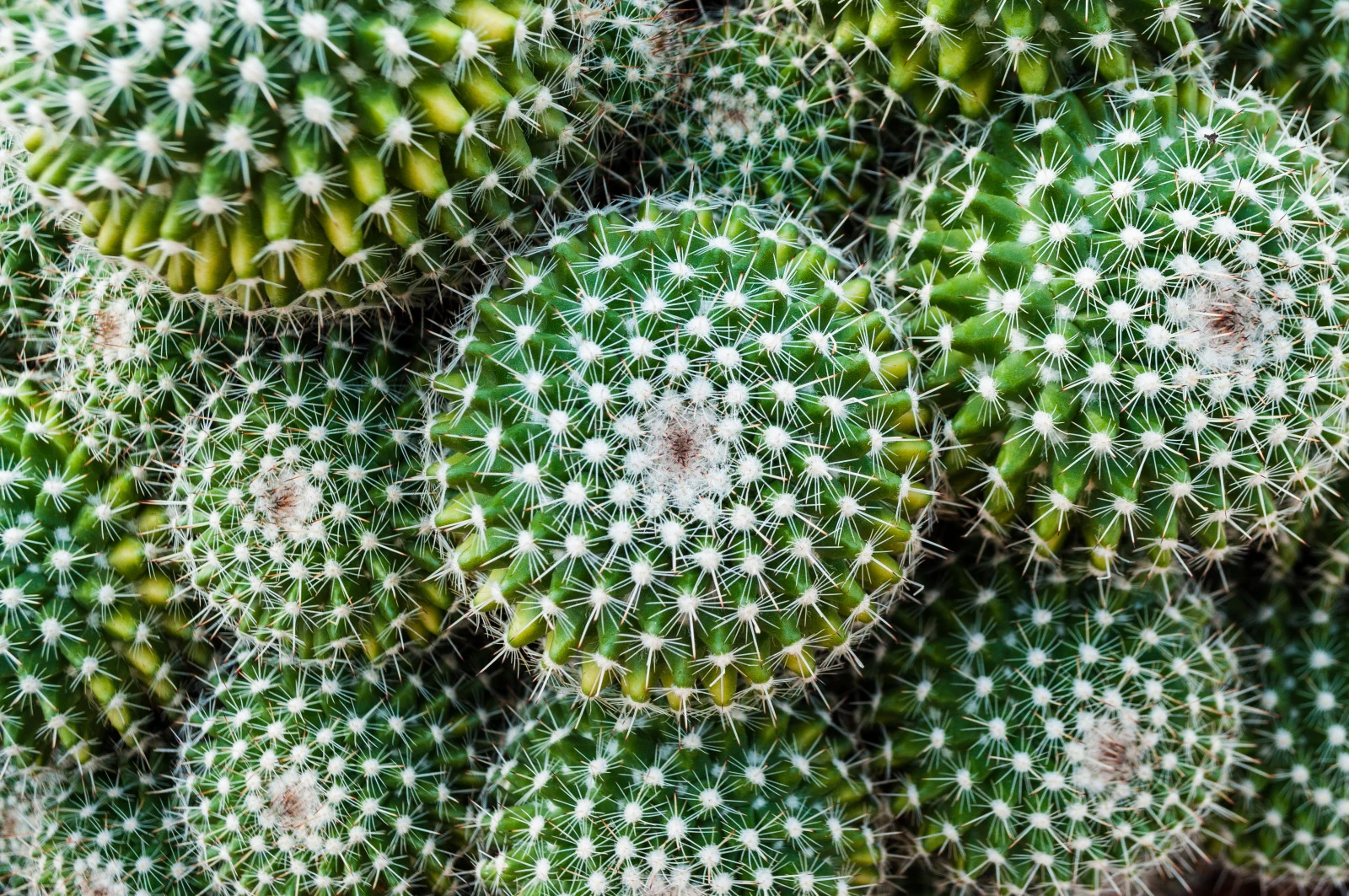 National Cactus Day countdown timer - Other