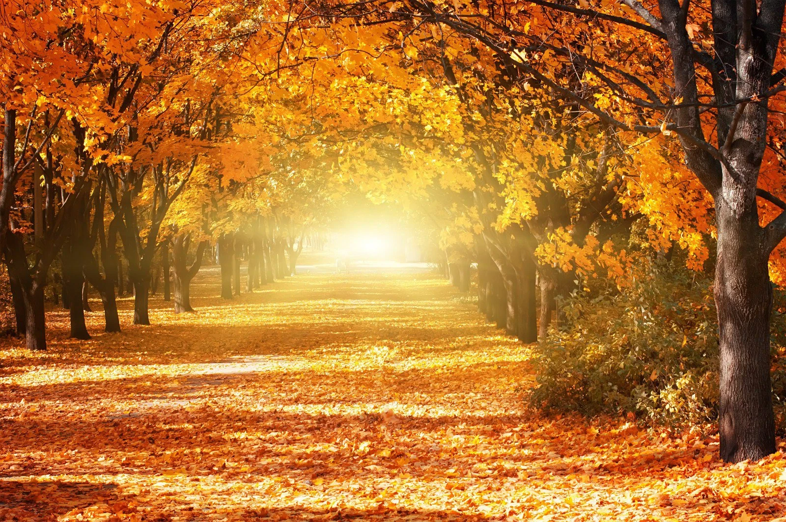 Autumn (Fall) In The Northern Hemisphere countdown - Other