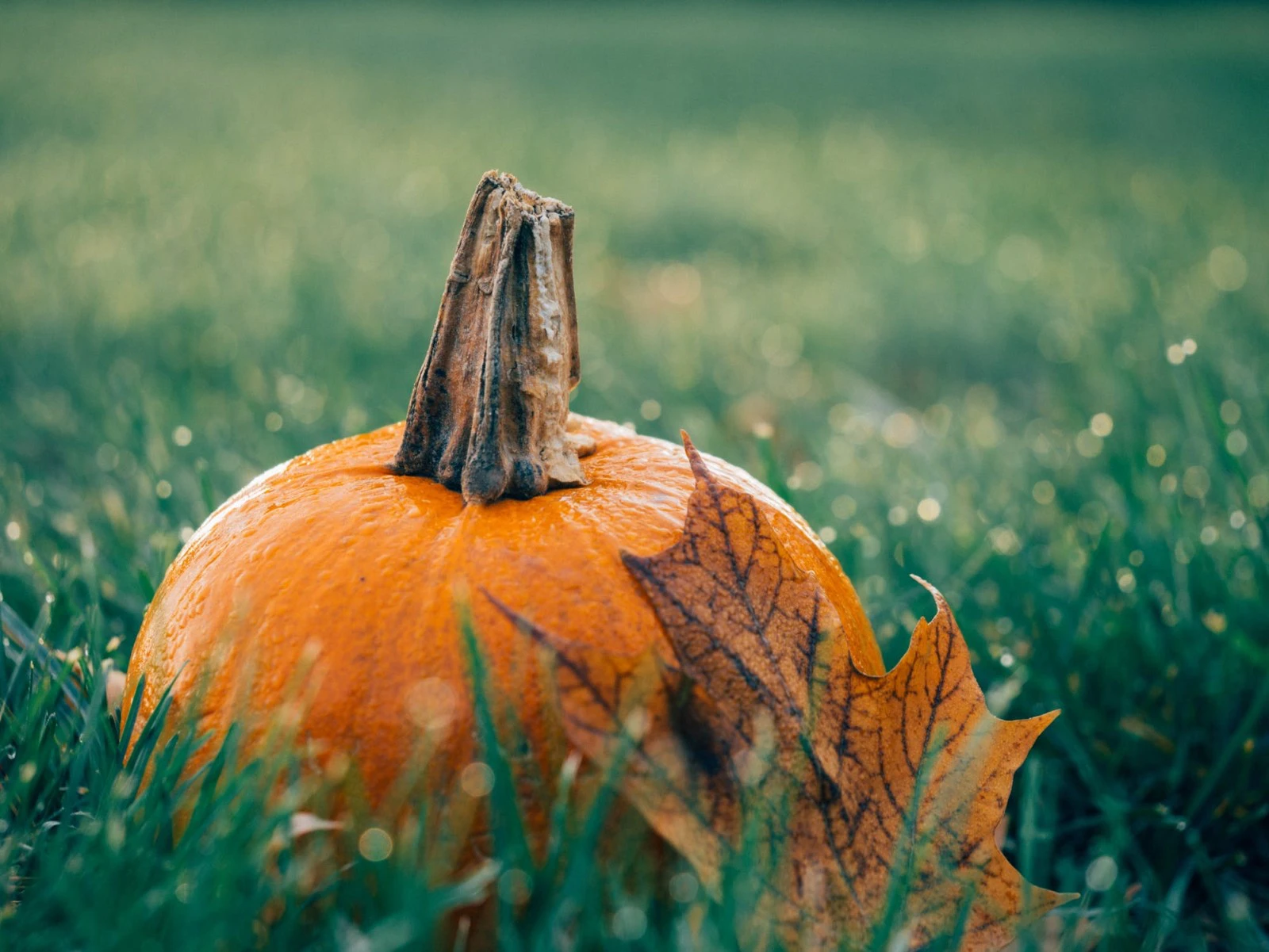 Halloween Will Be Over (for Another Year) countdown - Event