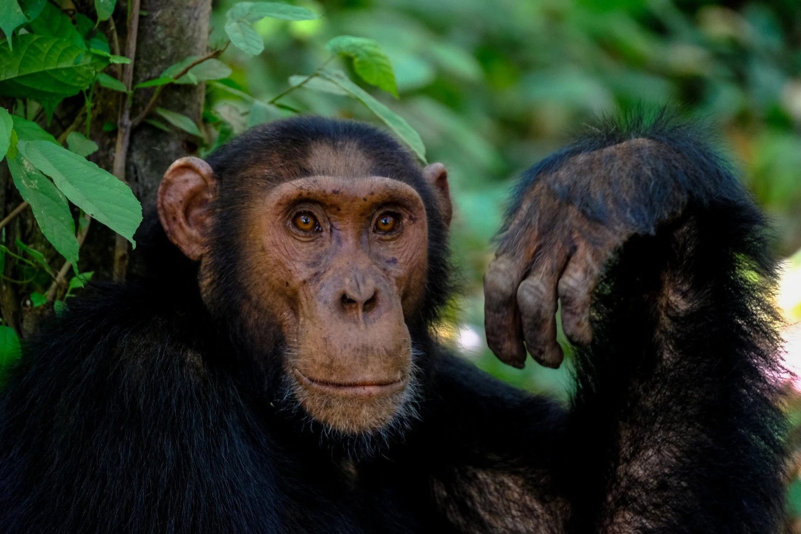 Monkey Day countdown - Other