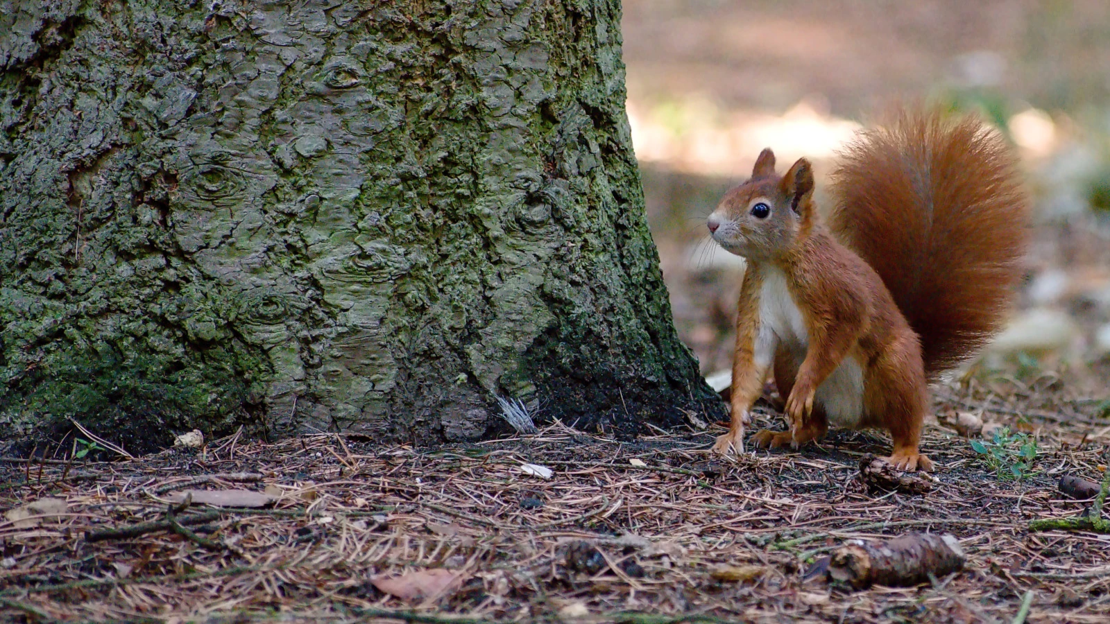 Squirrel Appreciation Day countdown - Event