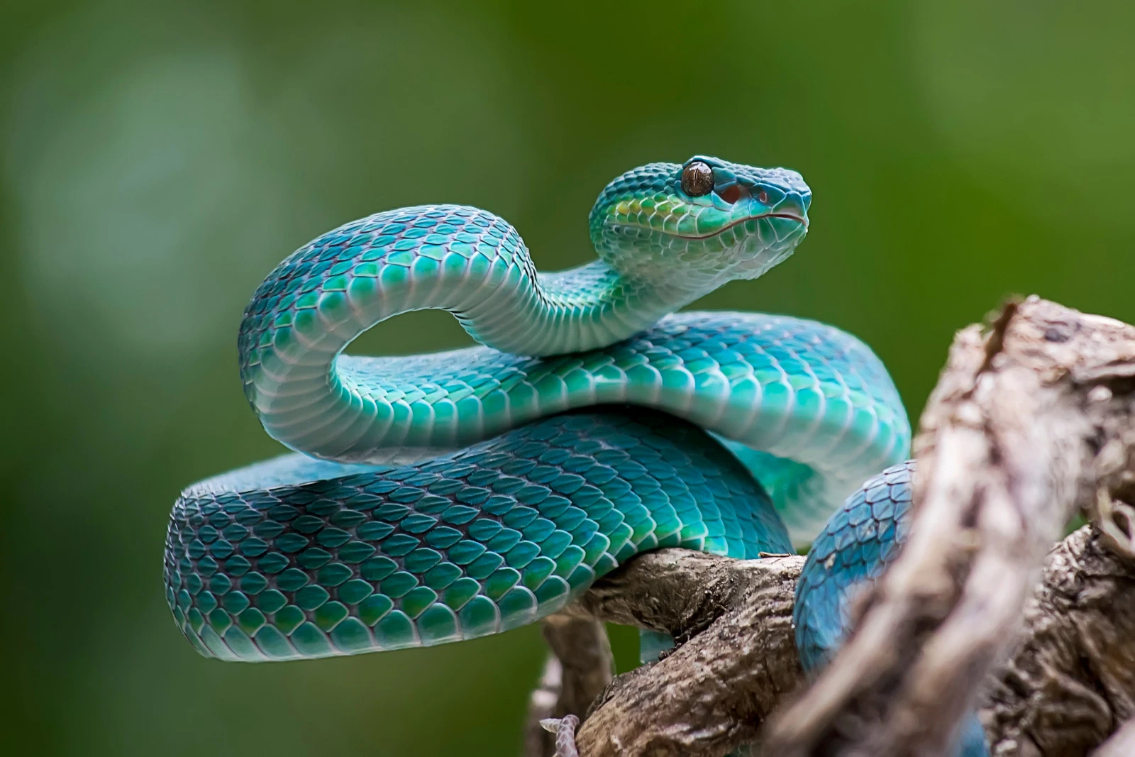 Serpent Day countdown - Event